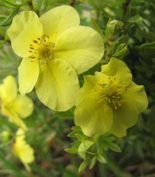 Image of frostweed