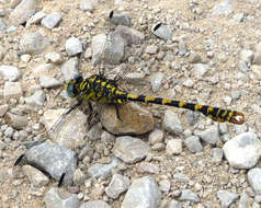 Image of Green-eyed Hooktail