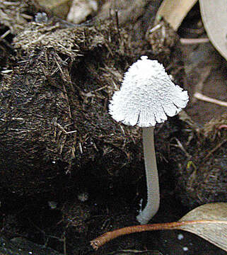 Image de Coprin blanc de neige