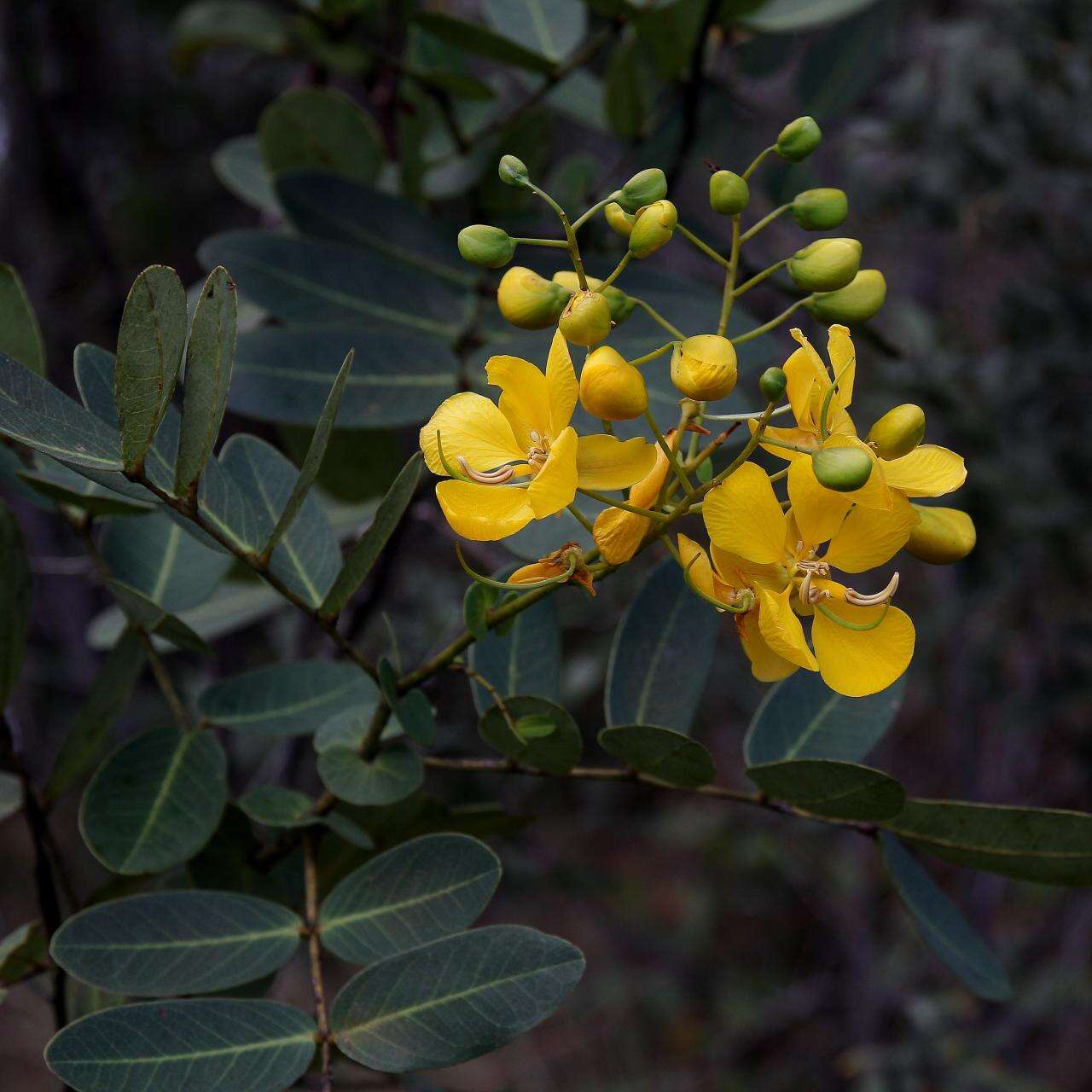 Image of Senna corifolia (Benth.) H. S. Irwin & Barneby