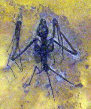 Image of Archaeonycteridae