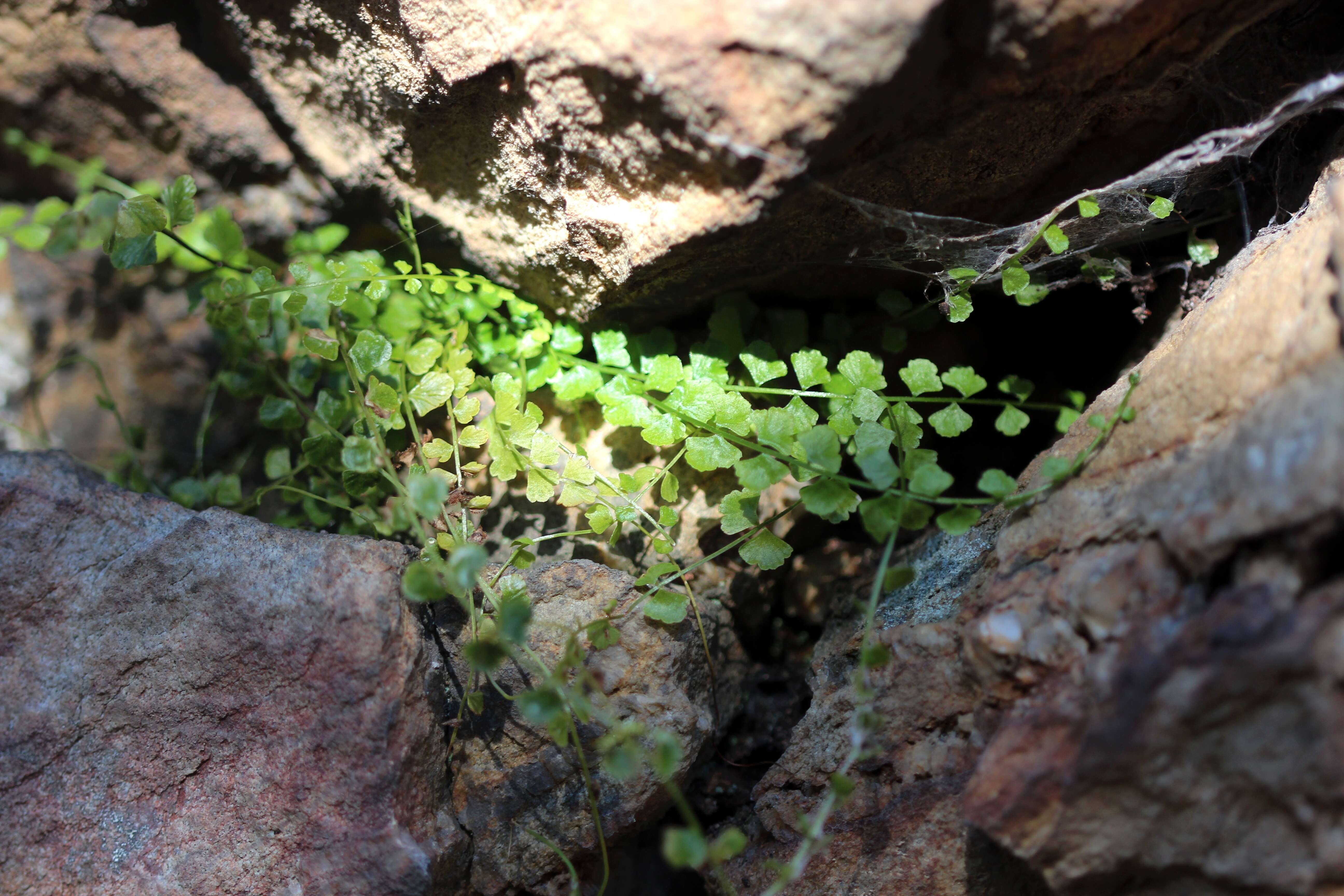 Image of Asplenium flabellifolium Cav.