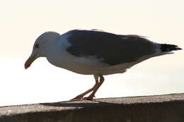 Larus Linnaeus 1758 resmi