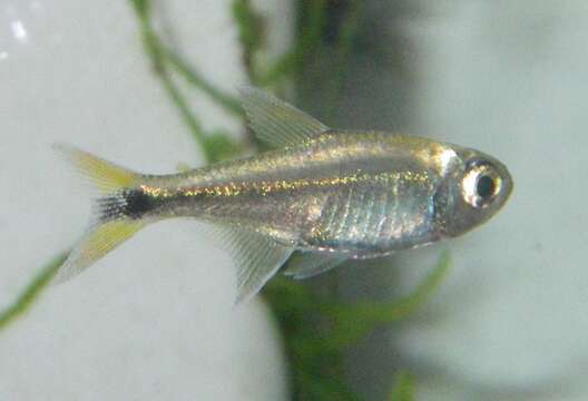 Image of Gold tetra