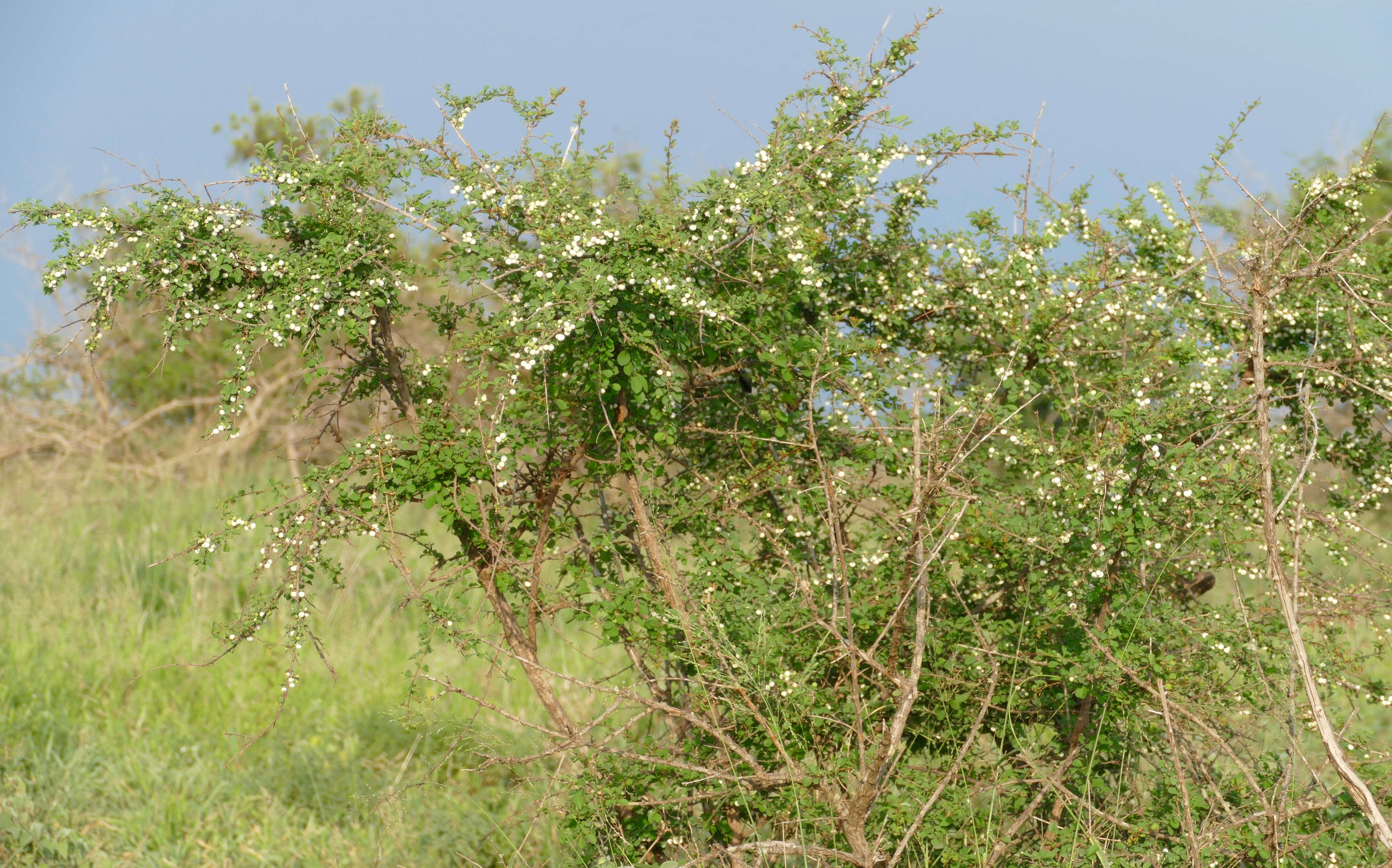 Image of bushweed