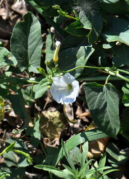 Image of bindweed