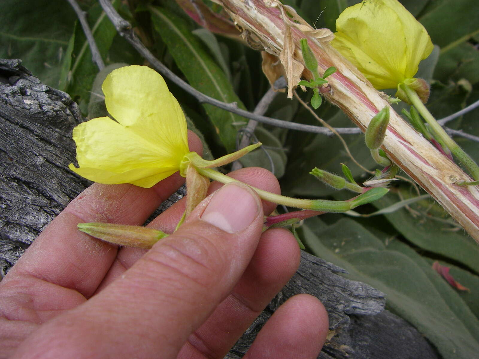 Image of evening primrose