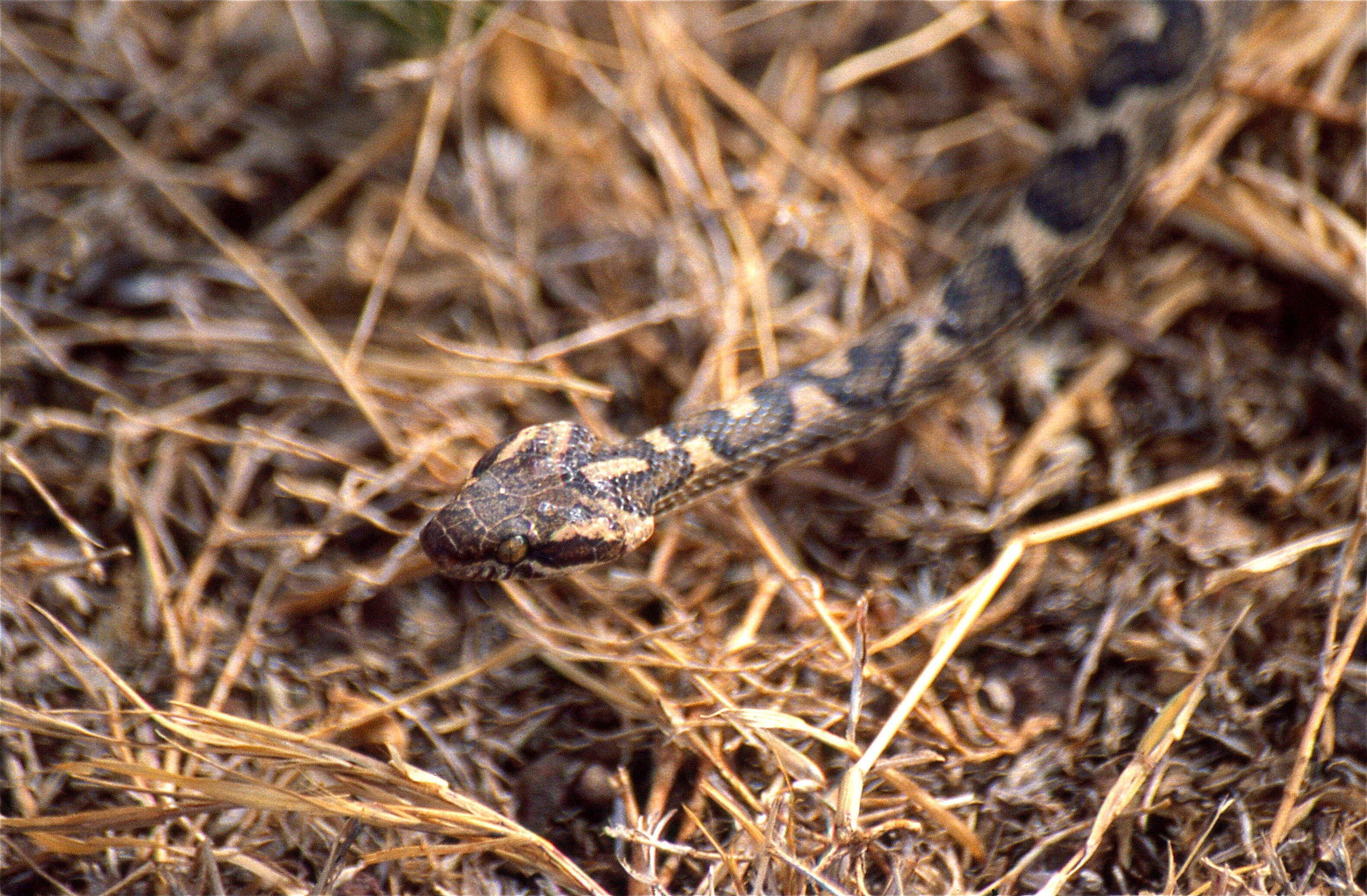Image of cat-eyed snakes