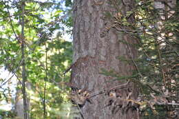 Image of Scotch Pine