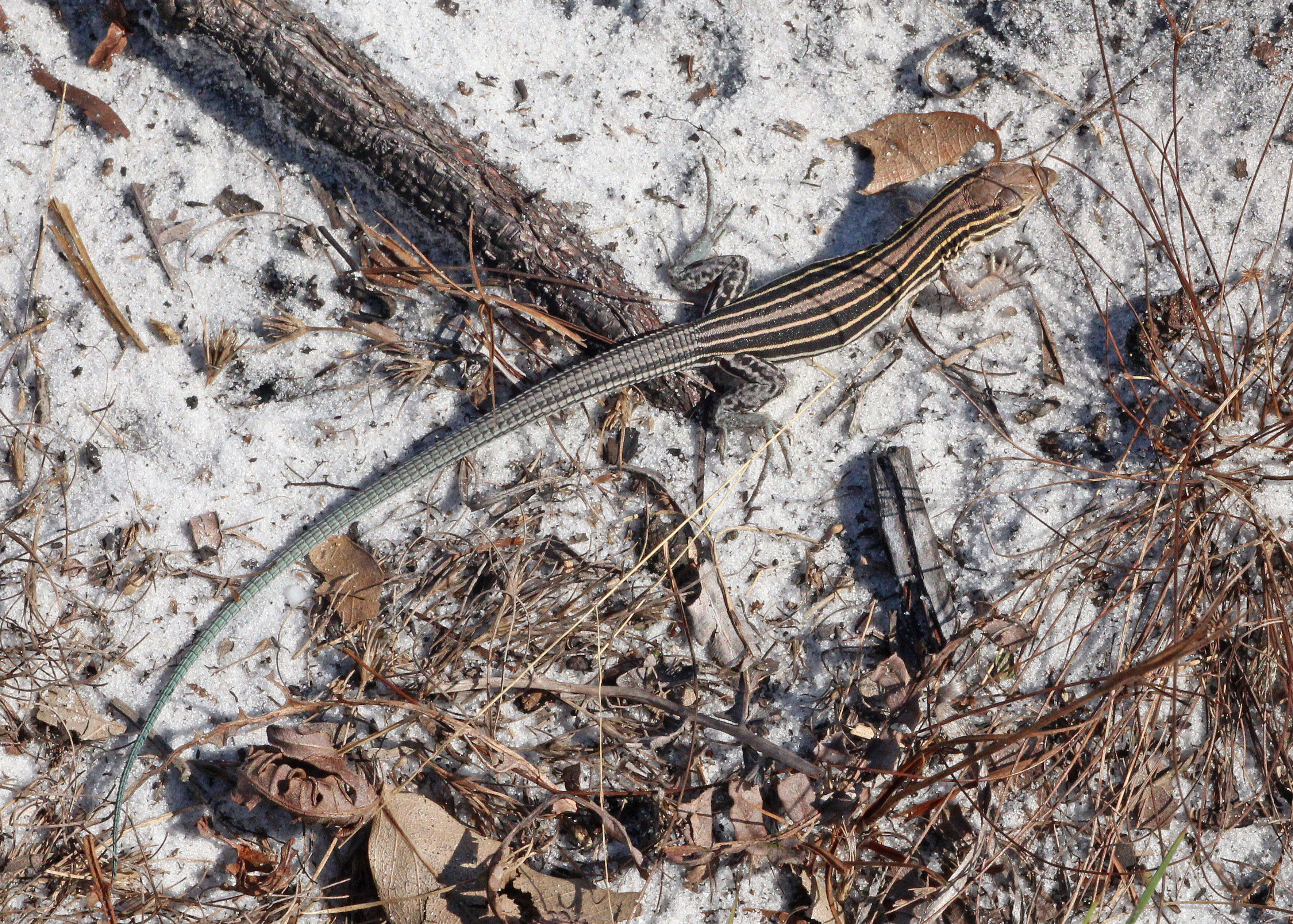 Image of Six-lined Racerunner