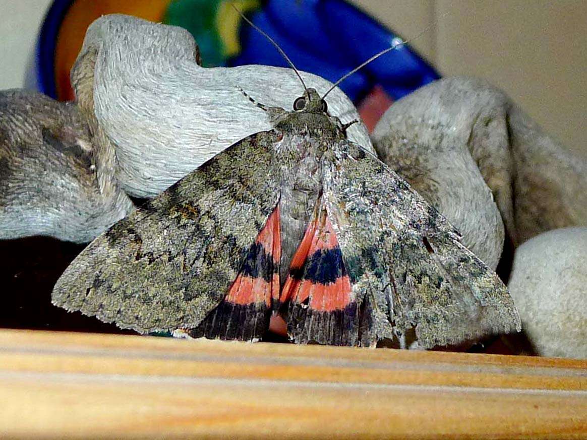 Image of french red underwing