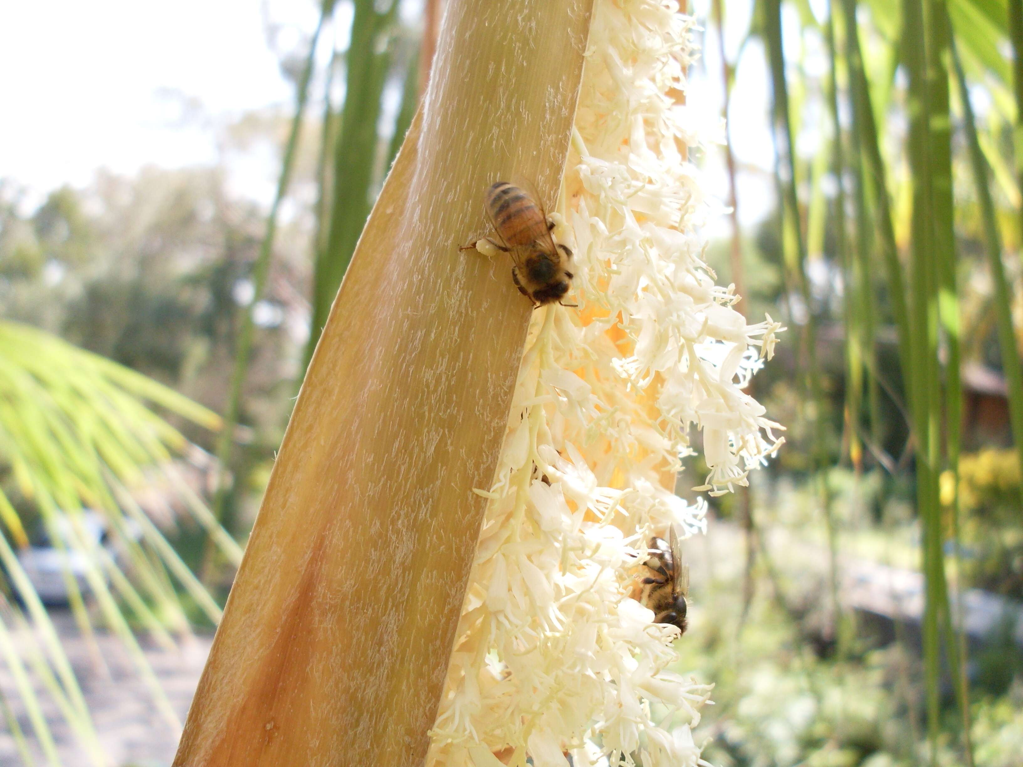 Image of fan palm