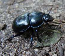 Image of Anoplotrupes