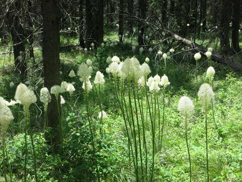 Image of Xerophyllum