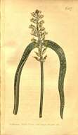 Image of Hyacinthaceae