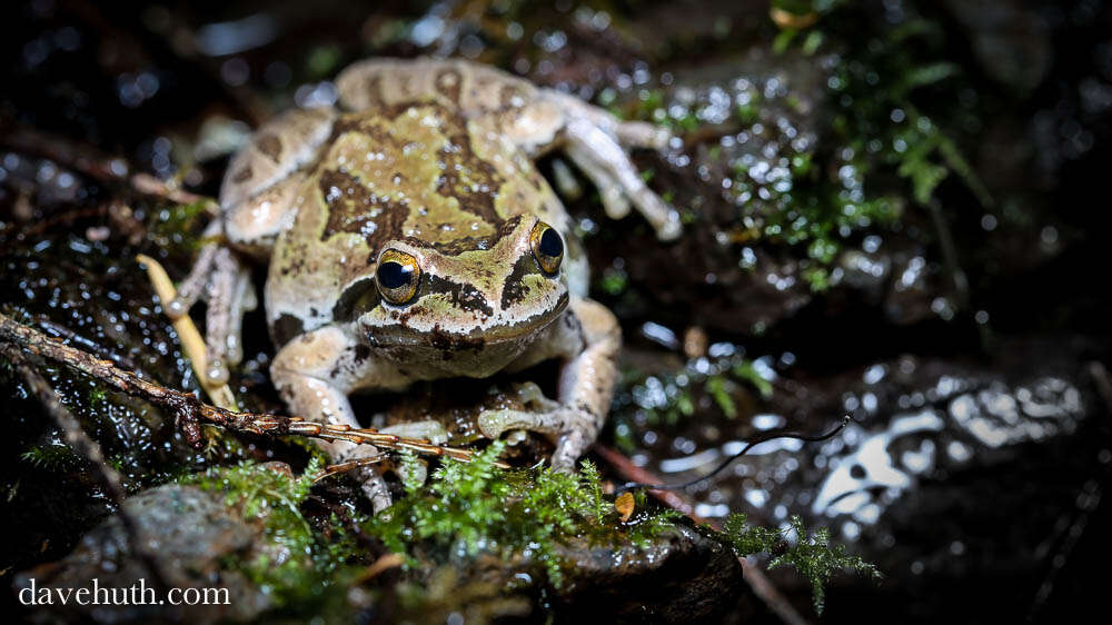 Image of Chorus Frogs