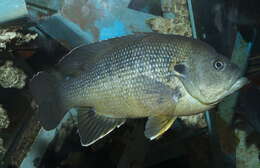 صورة Lepomis cyanellus Rafinesque 1819