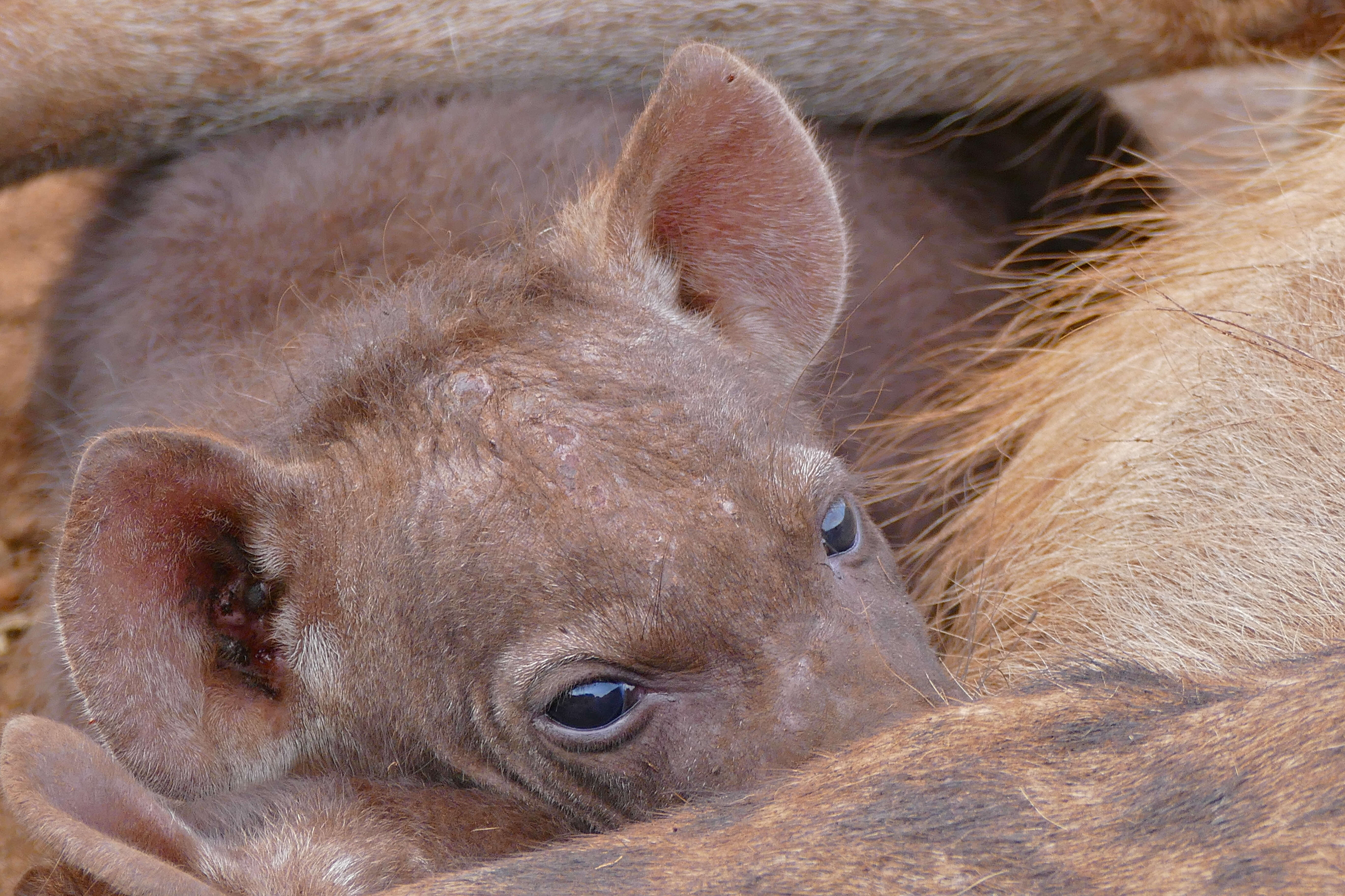 Image of Spotted Hyaenas