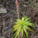 Image of Dyckia lunaris Leme