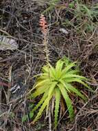 Image of Dyckia lunaris Leme