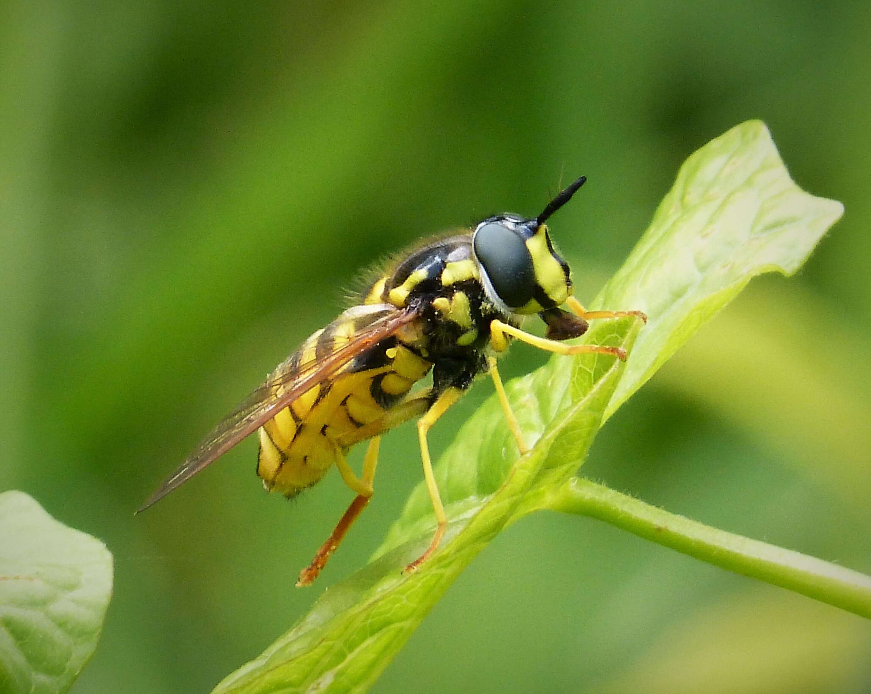 Image of Chrysotoxum cautum (Harris 1776)