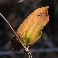 Smilax brasiliensis Spreng. resmi