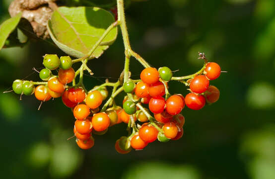 Image of Sandpaper bush