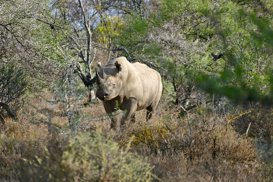 Image of Black Rhinoceros