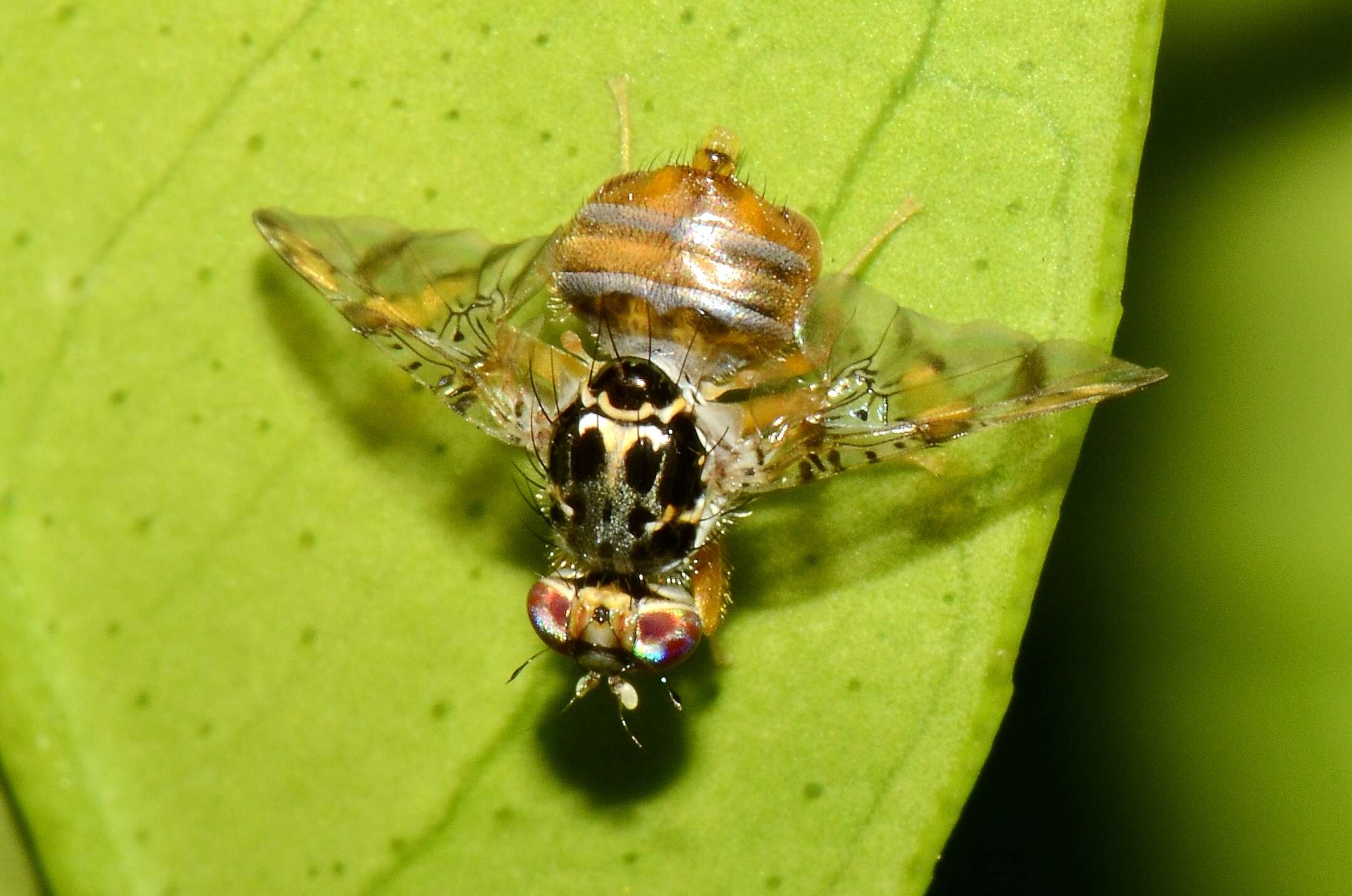 Image of Mediterranean fruit fly