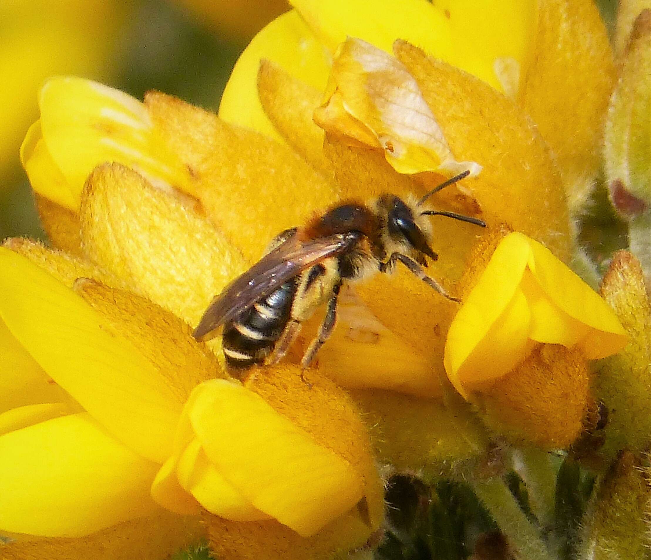 Image of Andrena dorsata (Kirby 1802)