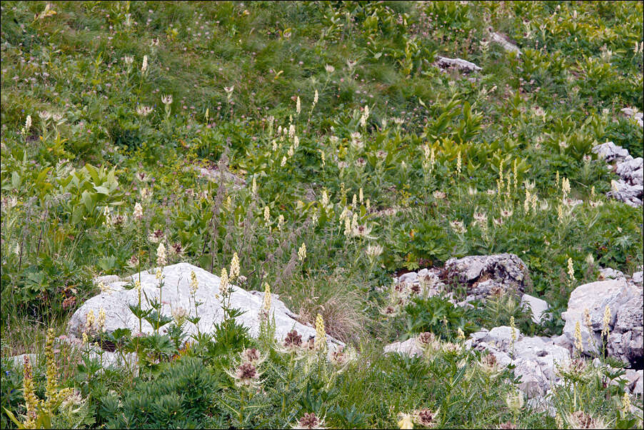 Imagem de Aconitum lycoctonum subsp. neapolitanum (Ten.) Nyman