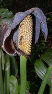 Image of Adanson's monstera