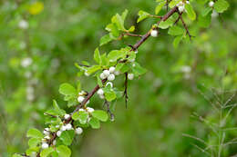 Image of bushweed