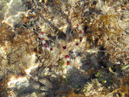 Image of coral shrimps