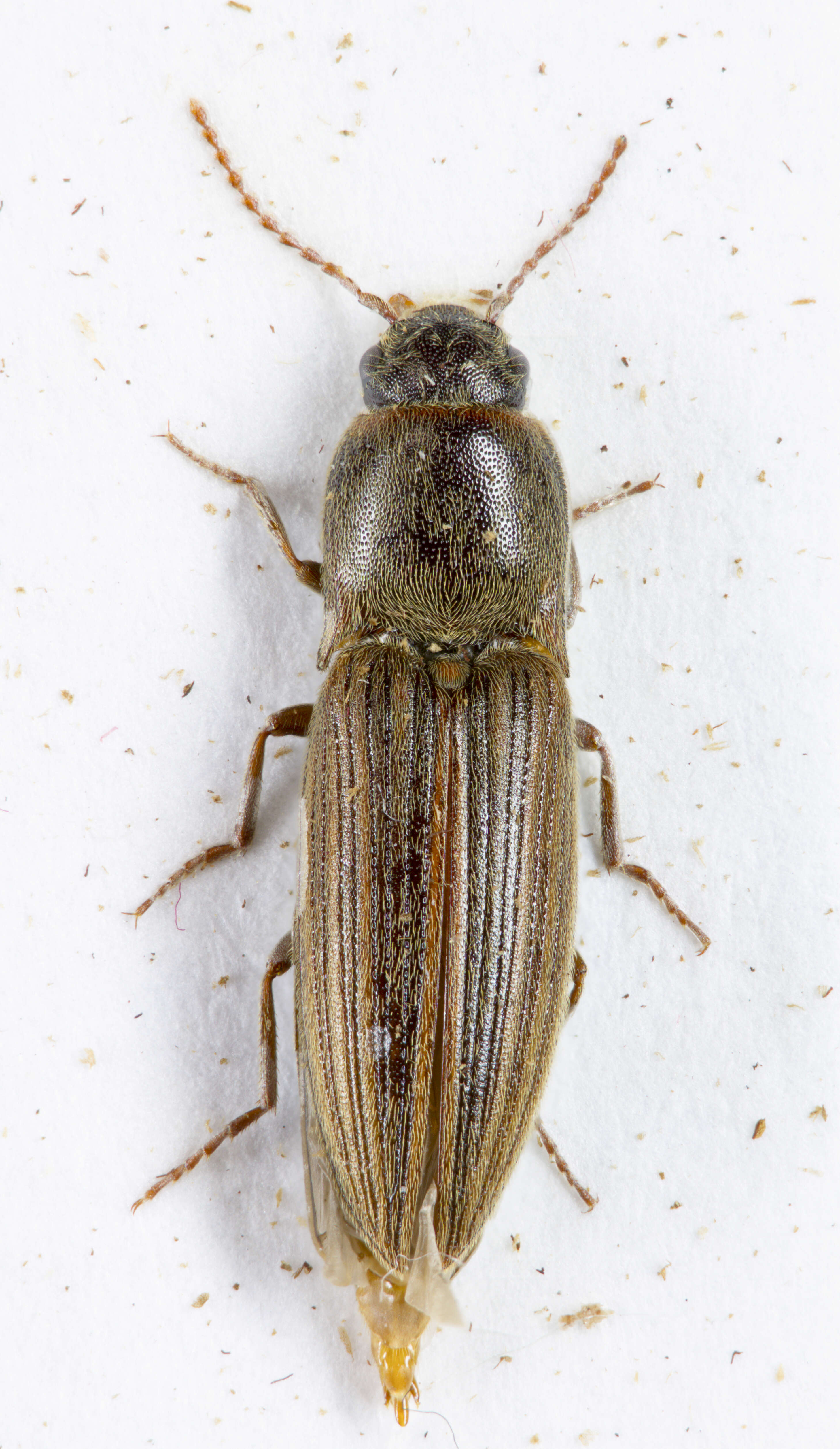 Слика од Agriotes lineatus (Linnaeus)