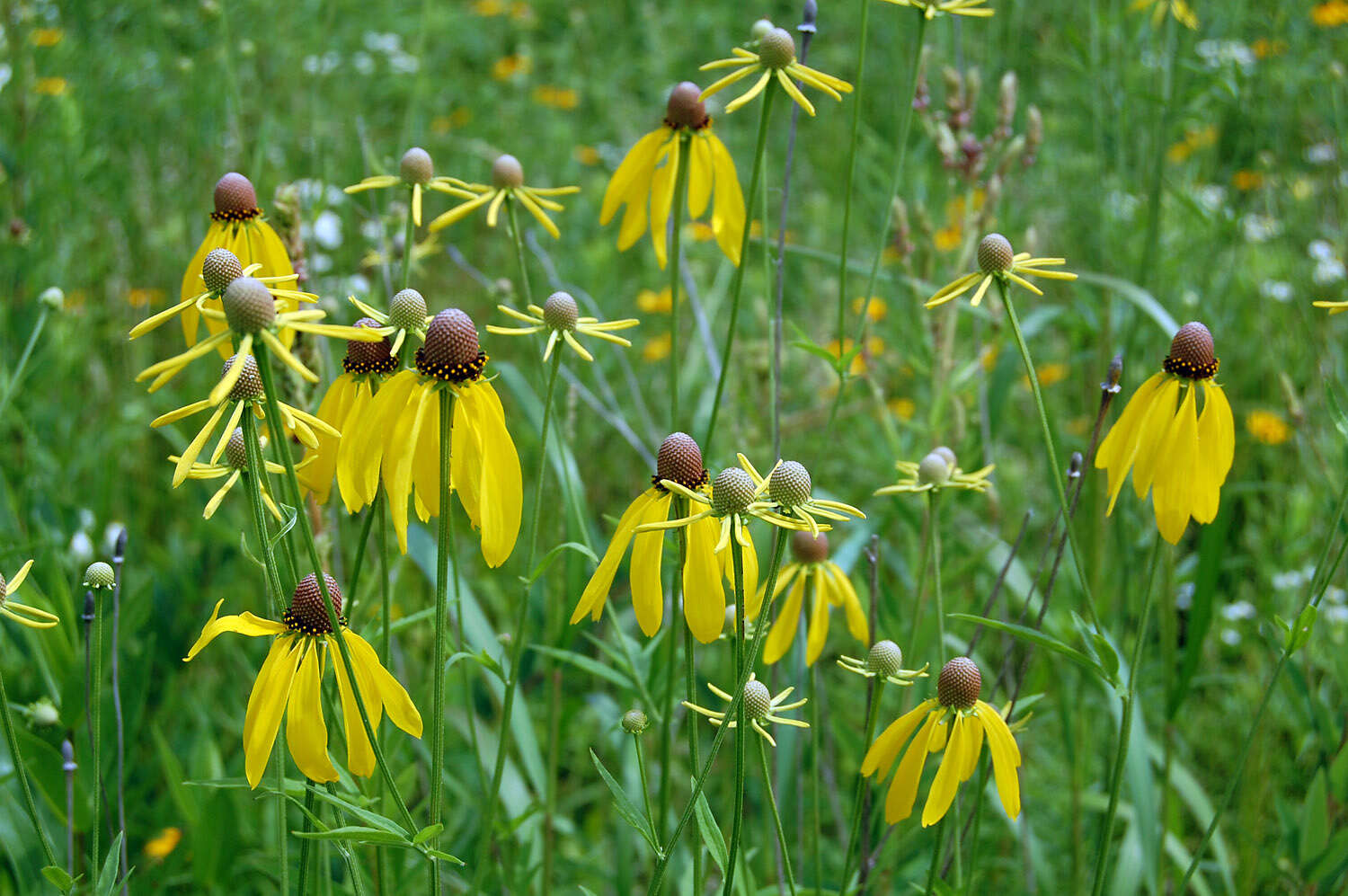 Image of pinnate prairie coneflower