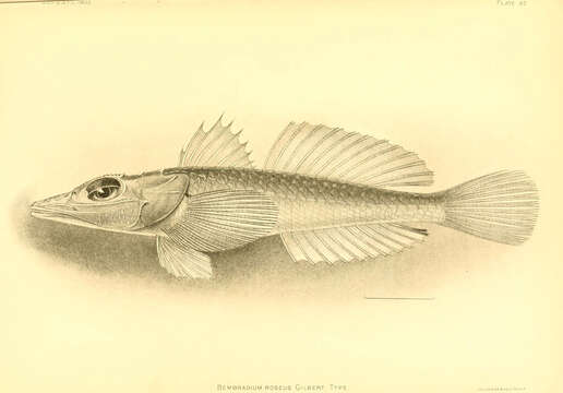 Image de Bembridae