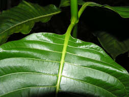 Palicourea guianensis Aubl.的圖片