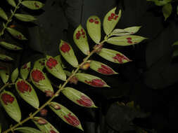 Image of Columnea segregata B. D. Morley