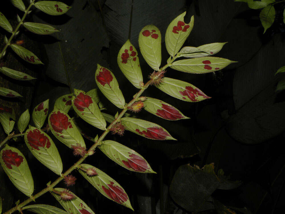 Image of Columnea segregata B. D. Morley