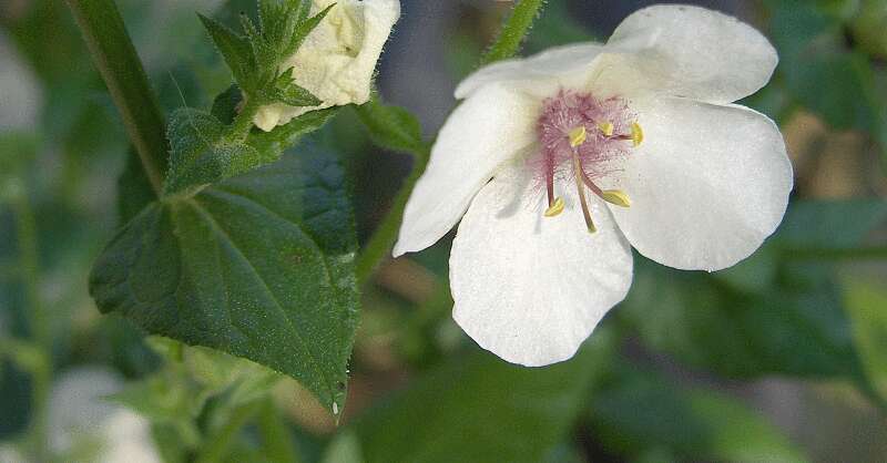 Image of moth mullein