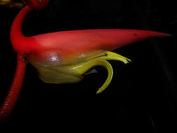 Image of Heliconia trichocarpa G. S. Daniels & F. G. Stiles