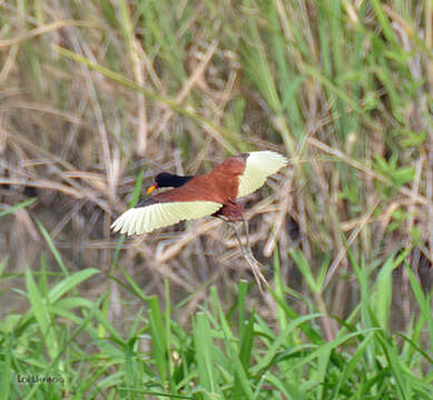 Image of Wattled Jacana