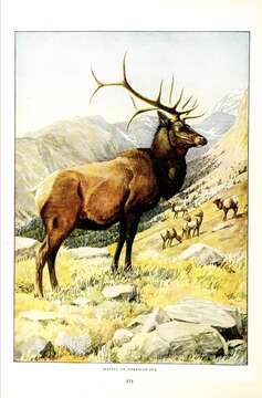 Image of North American elk