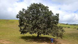 Imagem de Eschweilera ovata (Cambess.) Mart. ex Miers