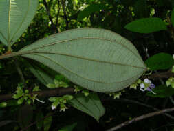 Image of Henriettea succosa (Aubl.) DC.