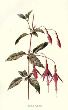 Image of hardy fuchsia