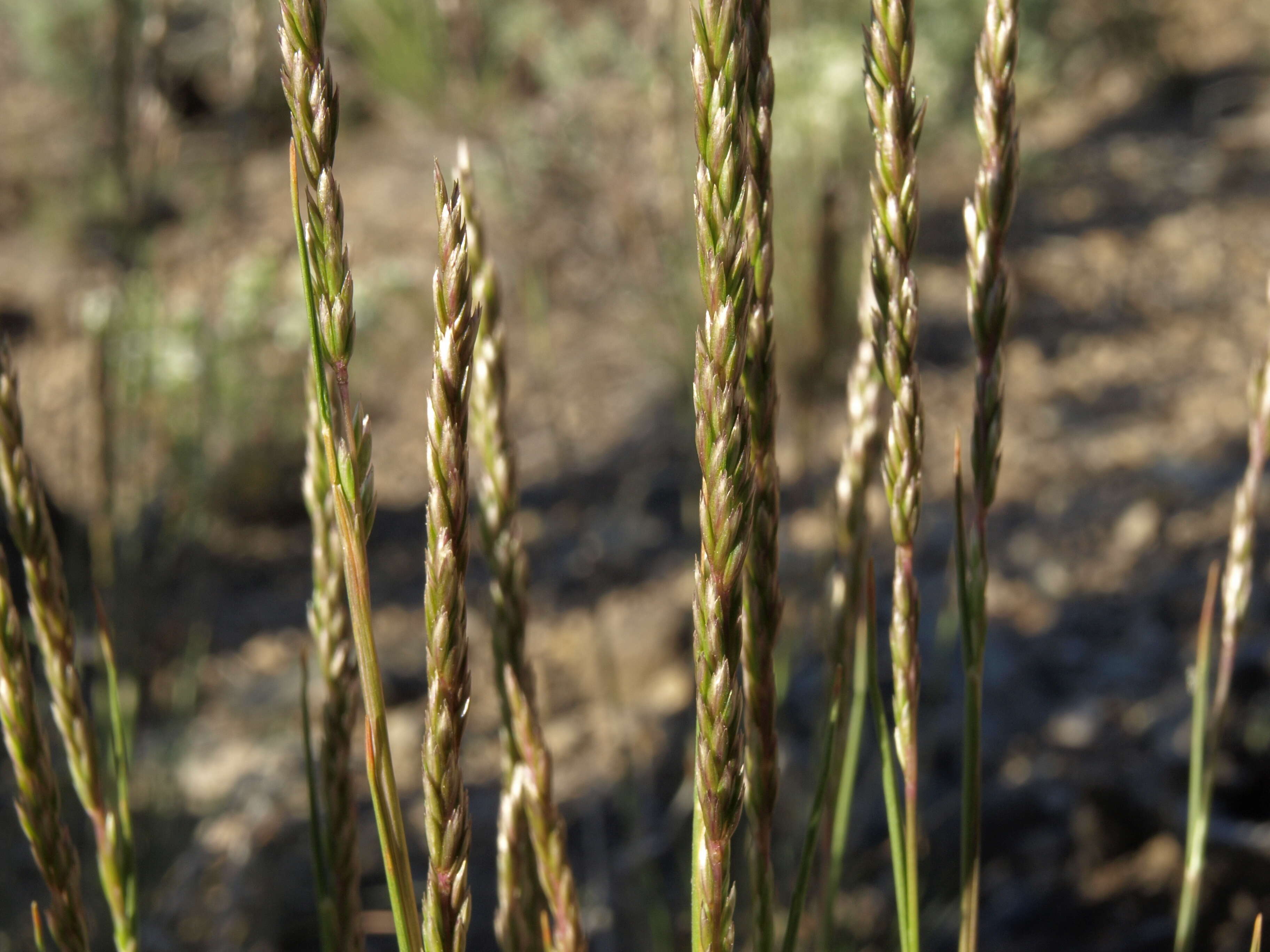 Image of June grass