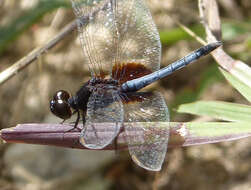 Sivun Erythrodiplax fusca (Rambur 1842) kuva