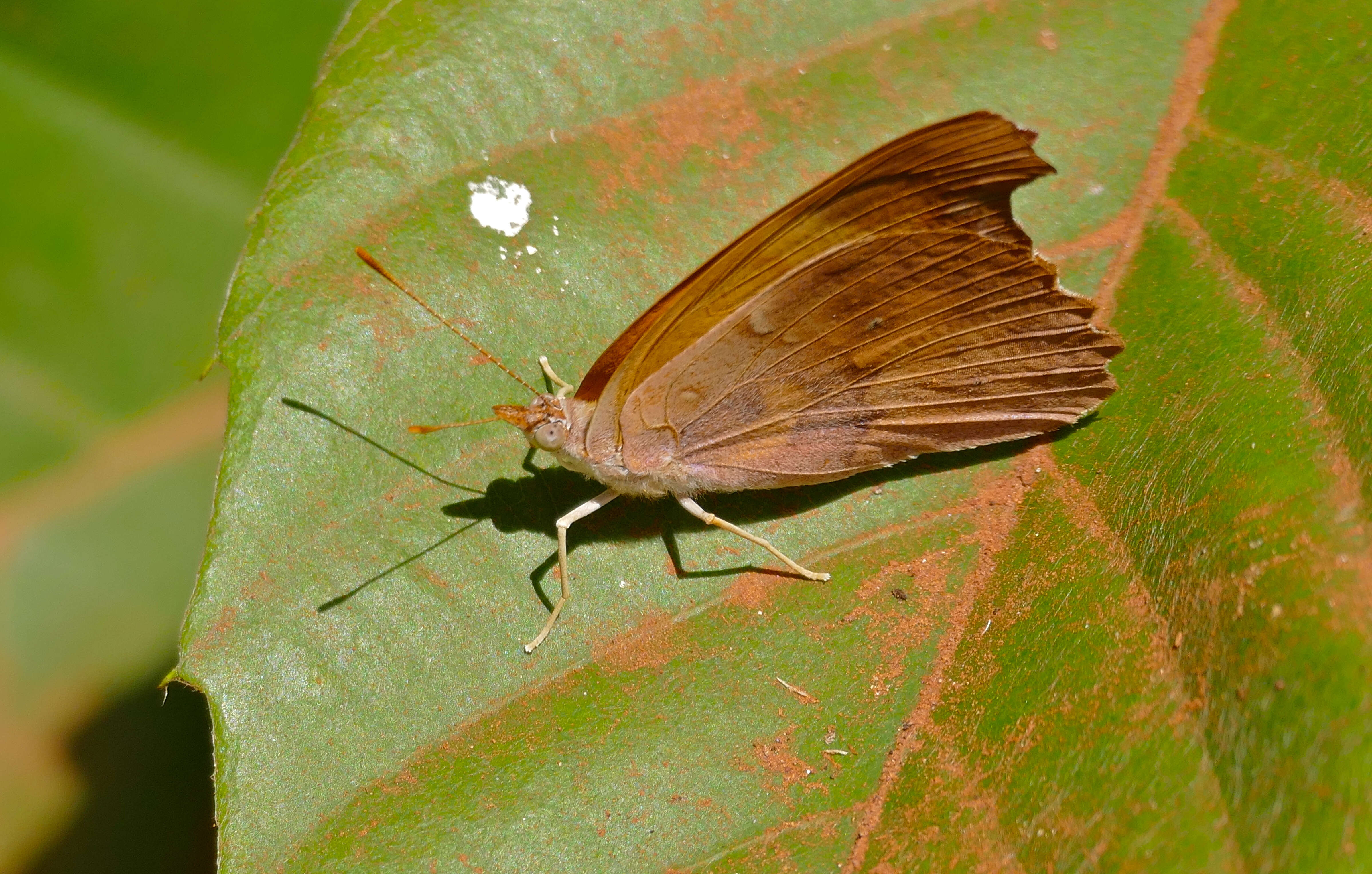 Image of Temenis laothoe Cramer 1779